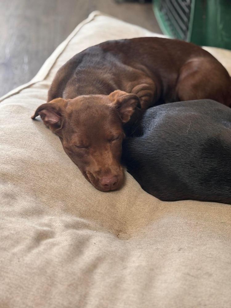 Enlarge Kennedy, a Adoptable mixed breed in Valley Stream, NY image 5/6
