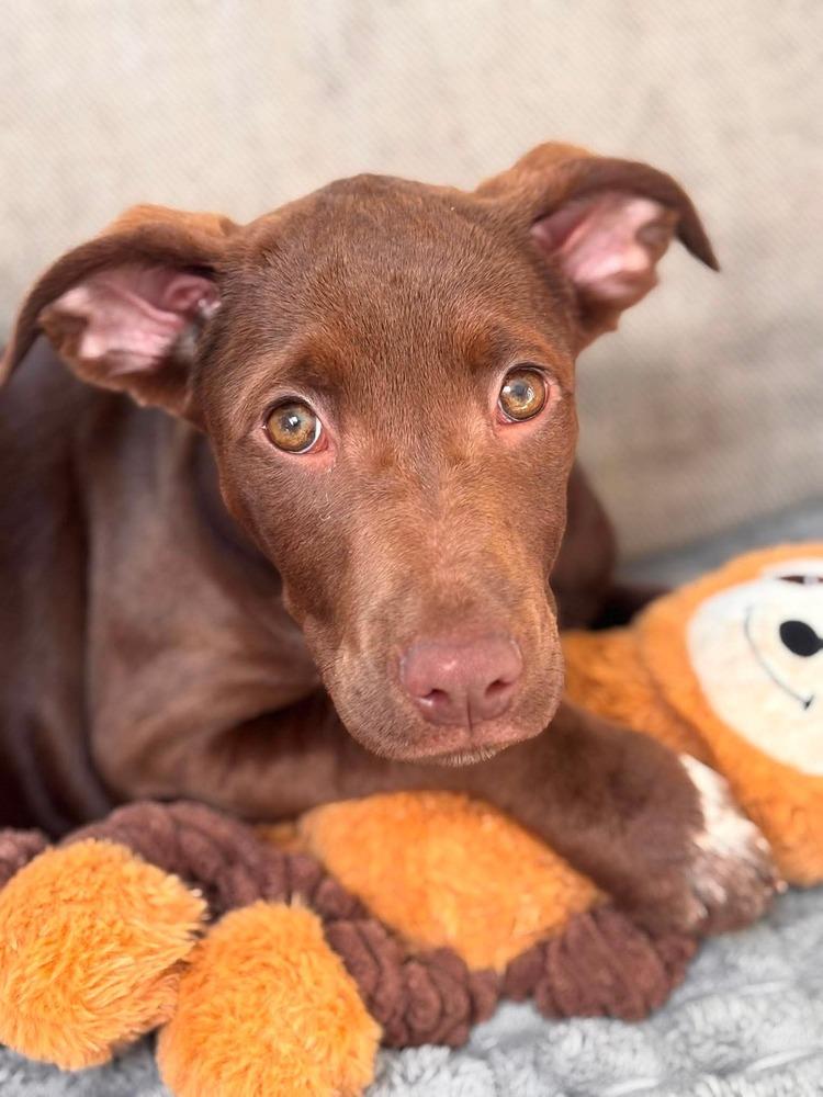 Enlarge Kennedy, a Adoptable mixed breed in Valley Stream, NY image 6/6