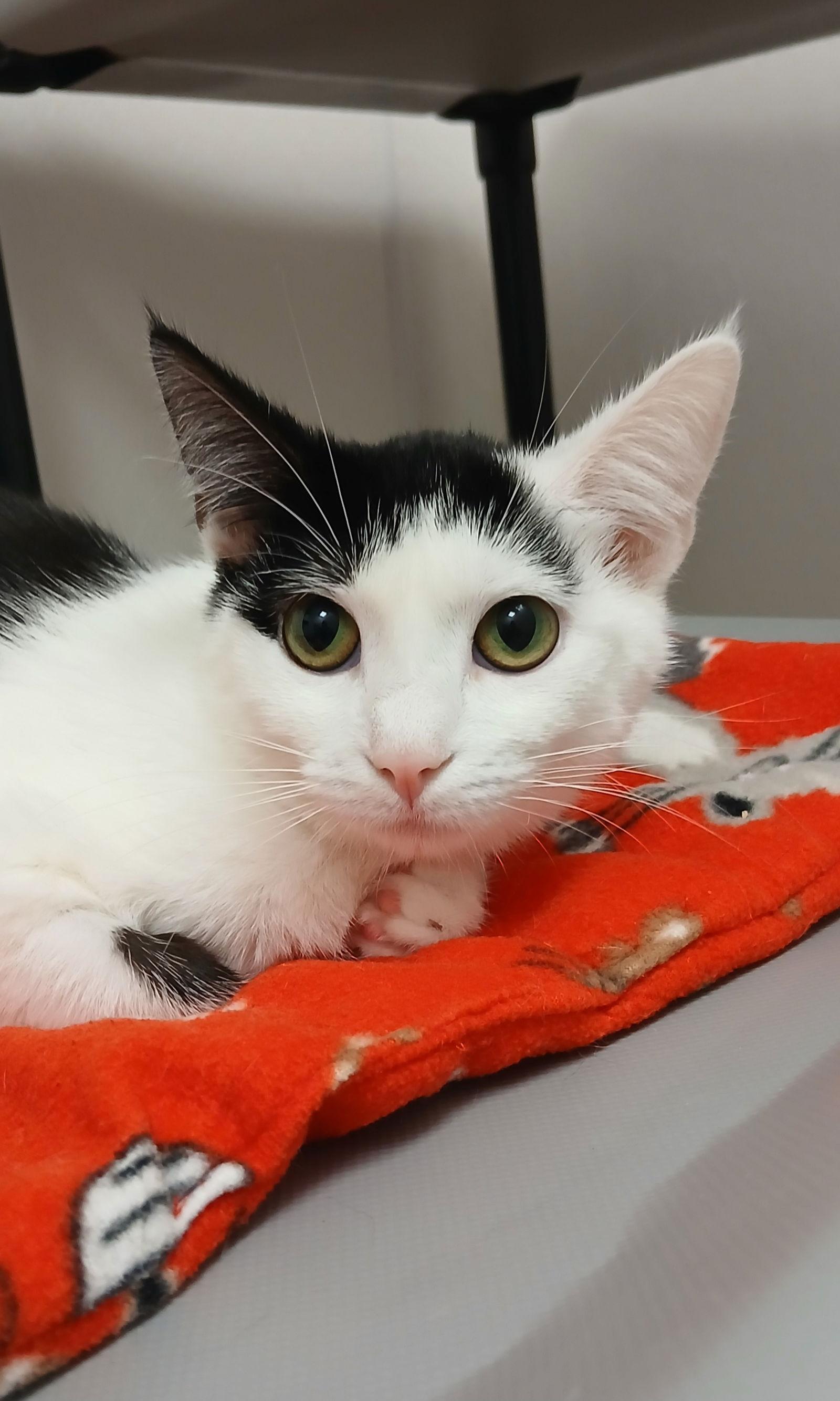 Lily, Adoptable, Kitten Female Domestic Short Hair.