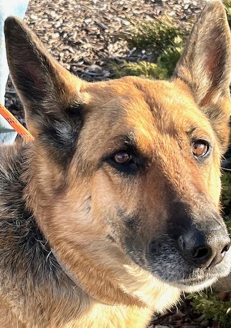 Schatzi, adopted, Adult Female German Shepherd Dog.
