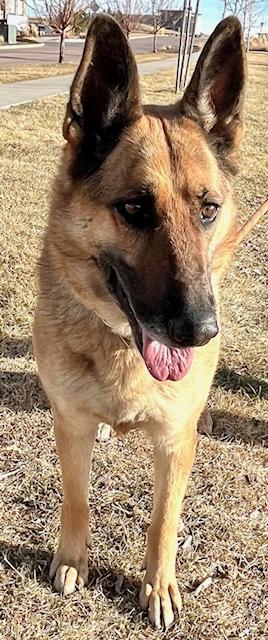 Enlarge Schatzi, an adopted German Shepherd Dog in San Luis, CO image 2/2