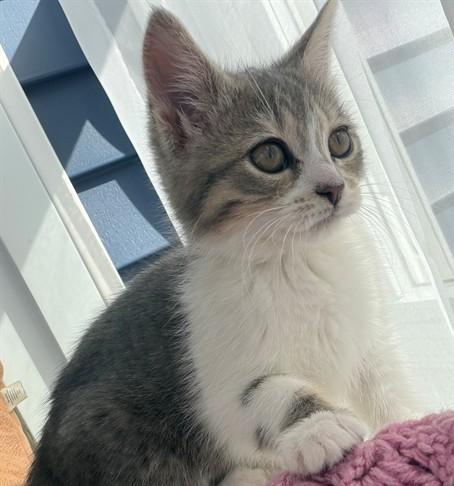 Enlarge BUTTERCUP, a Adoptable Domestic Short Hair in Dedham, MA image 1/1