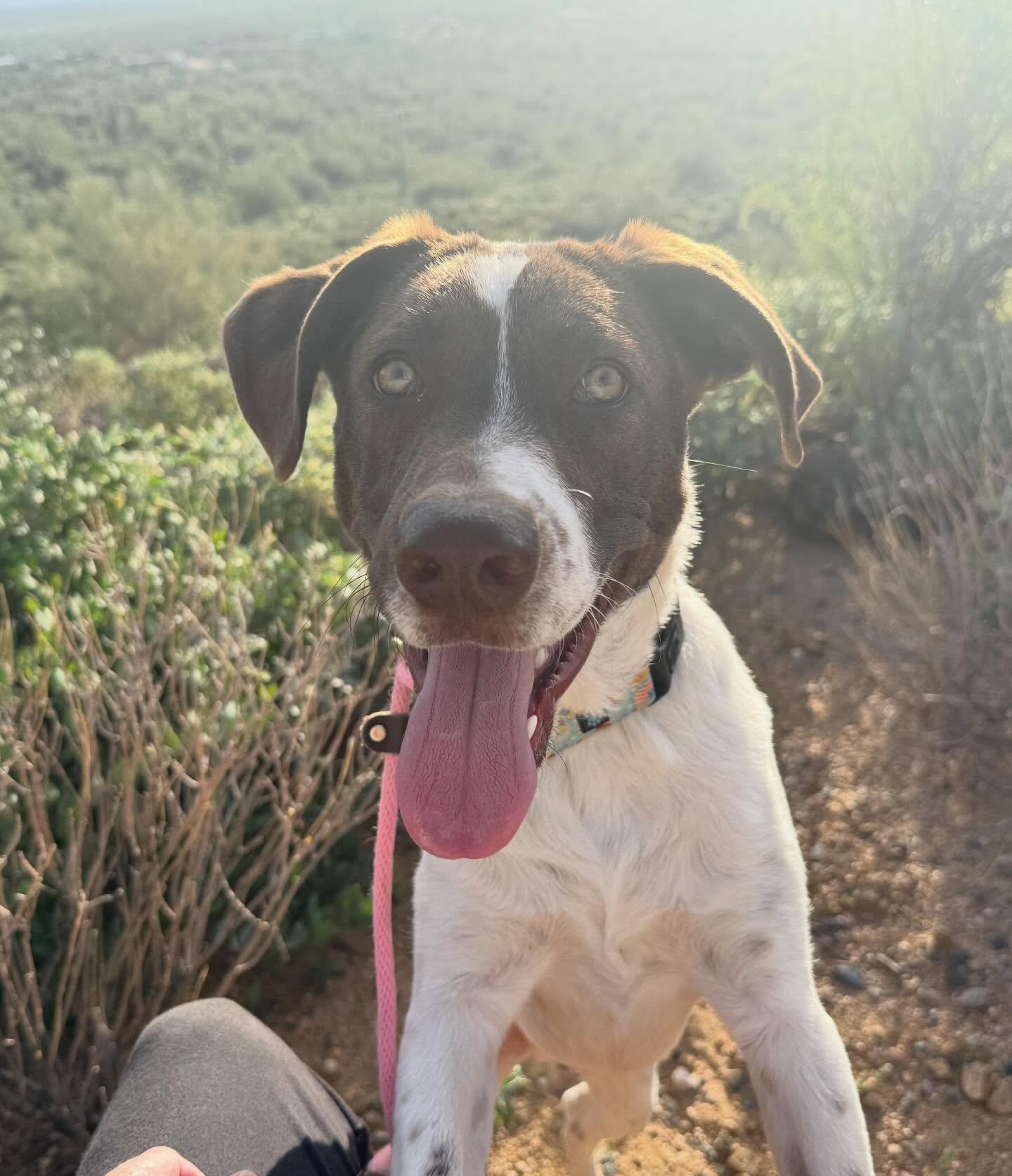 Kramer, Adoptable, Puppy Male English Pointer & Pointer.