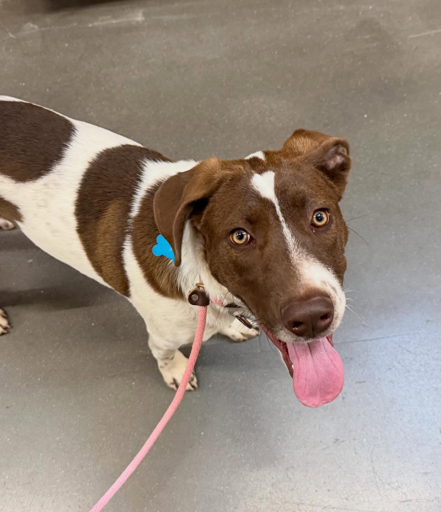 Kramer, a Adoptable mixed breed in Phoenix, AZ image 2/3