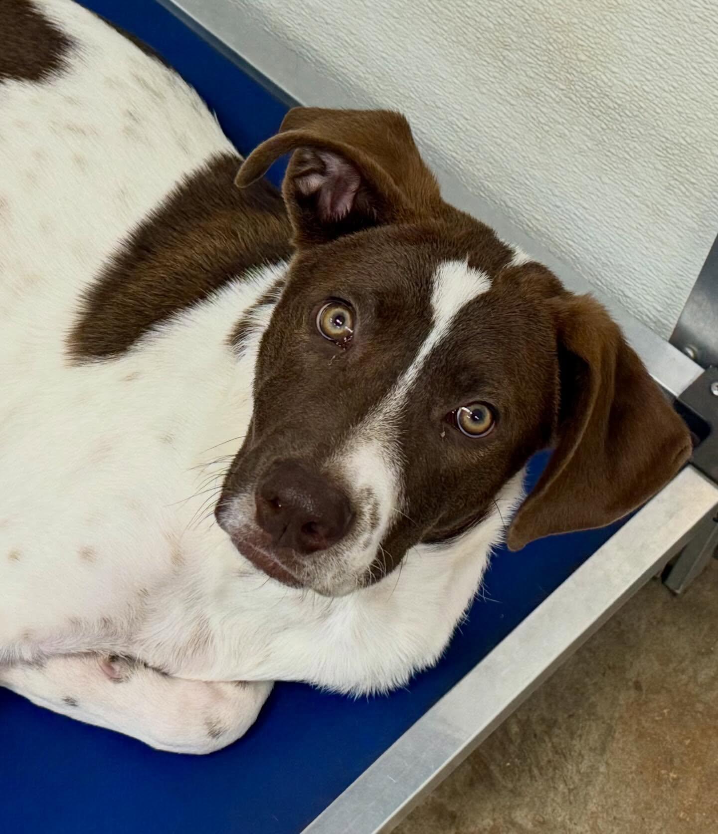 Kramer, a Adoptable mixed breed in Phoenix, AZ image 3/3