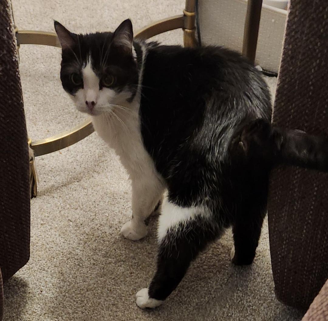 Enlarge Gizmo - SENIOR CAT NEEDS YOU!  COURTESY LISTING, a Adoptable Domestic Short Hair in Stowe, PA image 1/1