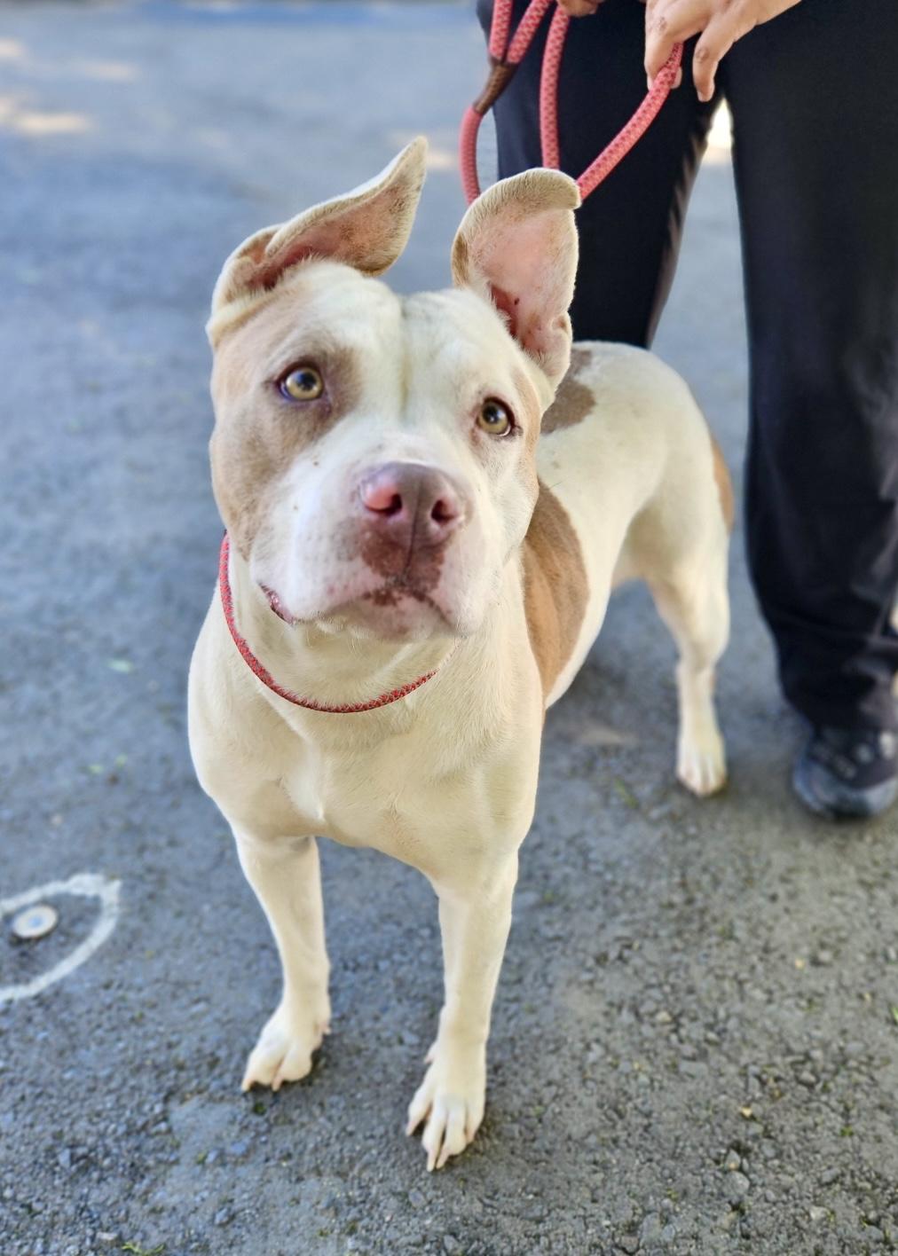 Enlarge Ava, a Adopted American Staffordshire Terrier in Encino, CA image 1/1