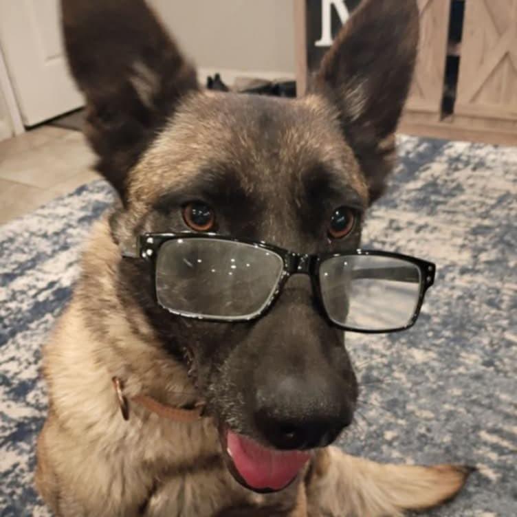Sassy, Adoptable, Adult Female Belgian Shepherd / Malinois.