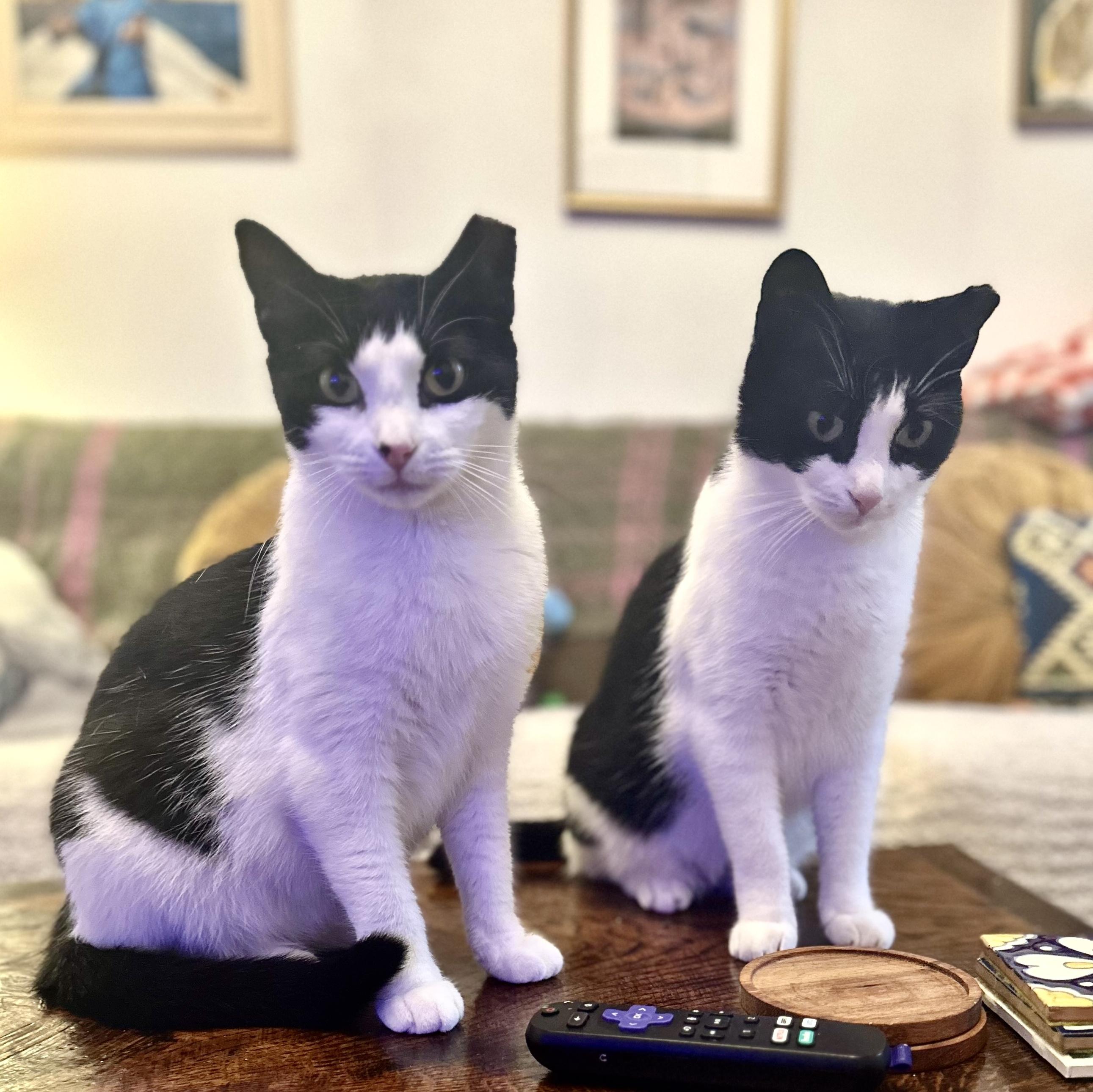 Enlarge The Bellas, a Adoptable Domestic Short Hair in Brooklyn, NY image 1/6