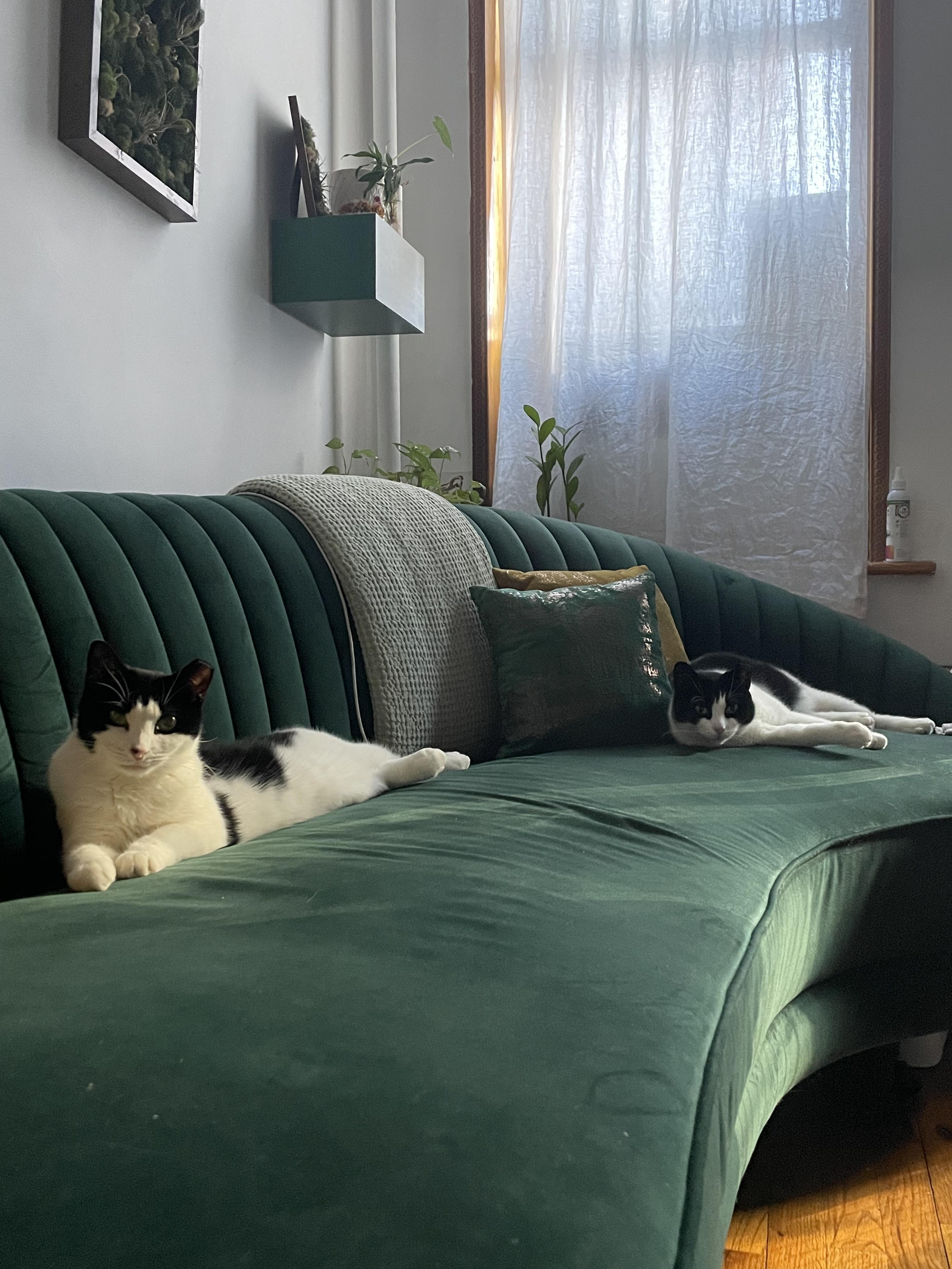 Enlarge The Bellas, a Adoptable Domestic Short Hair in Brooklyn, NY image 6/6