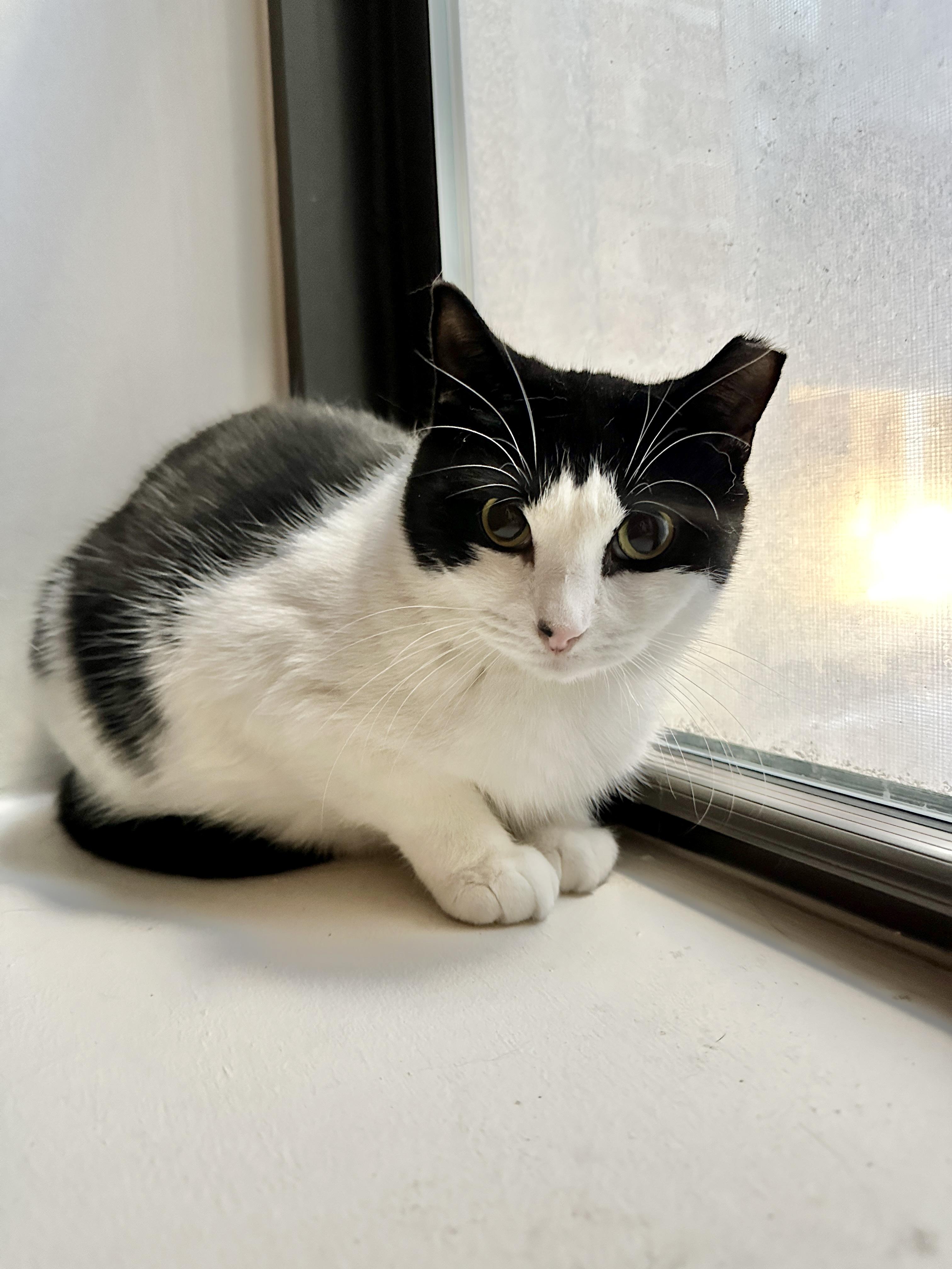 Enlarge The Bellas, a Adoptable Domestic Short Hair in Brooklyn, NY image 5/6