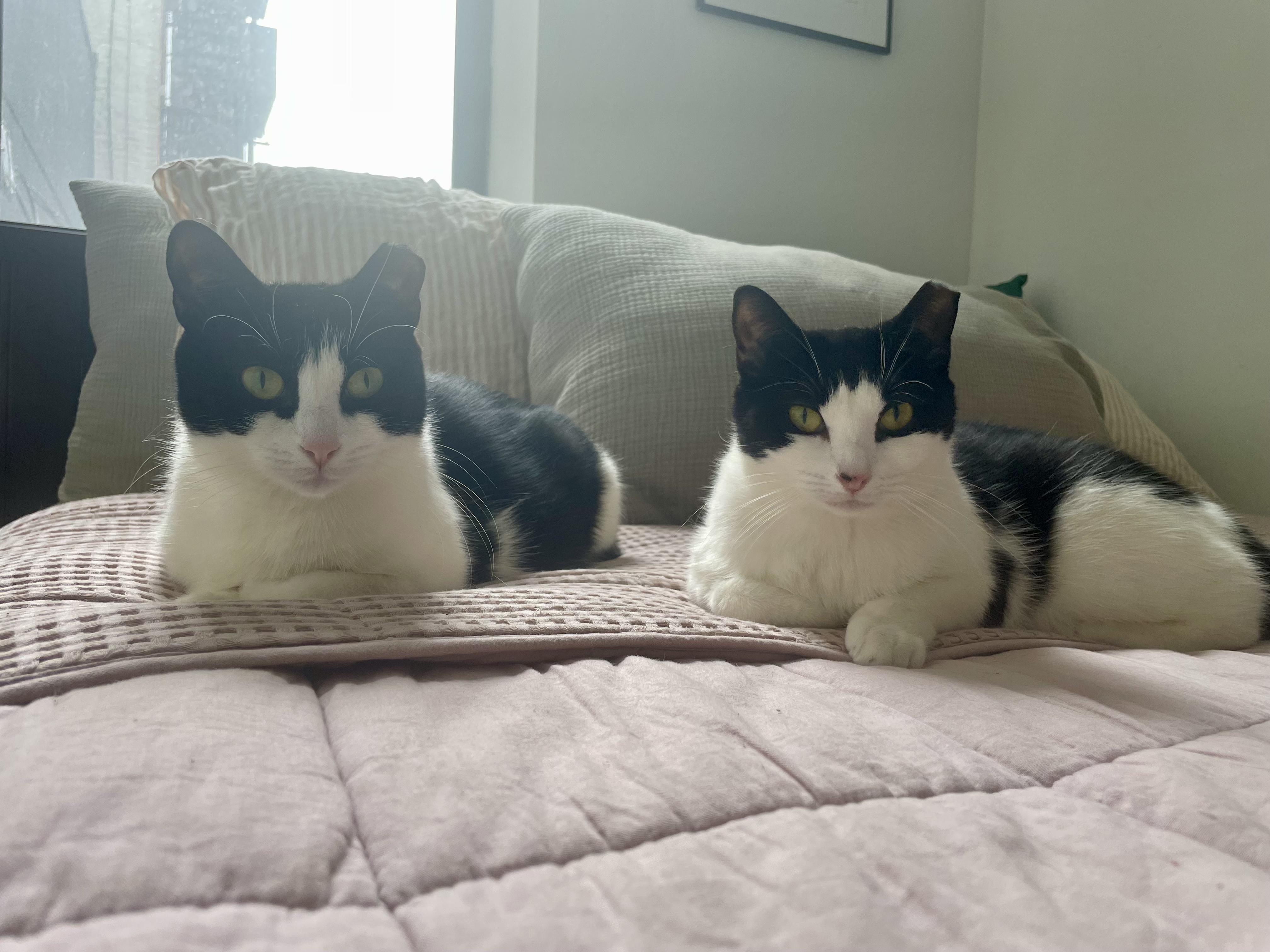 Enlarge The Bellas, a Adoptable Domestic Short Hair in Brooklyn, NY image 2/6