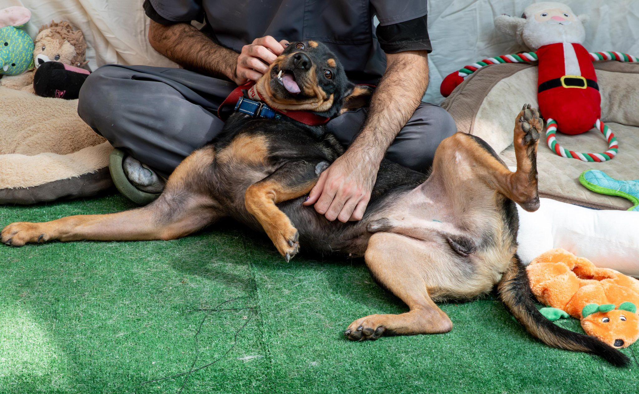 Enlarge Benito...water loving Benito, a ADOPTABLE mixed breed in Hammonton, NJ image 2/4