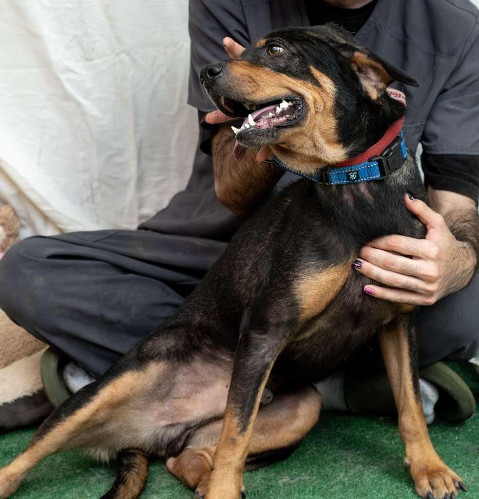 Enlarge Benito...water loving Benito, a ADOPTABLE mixed breed in Hammonton, NJ image 3/4