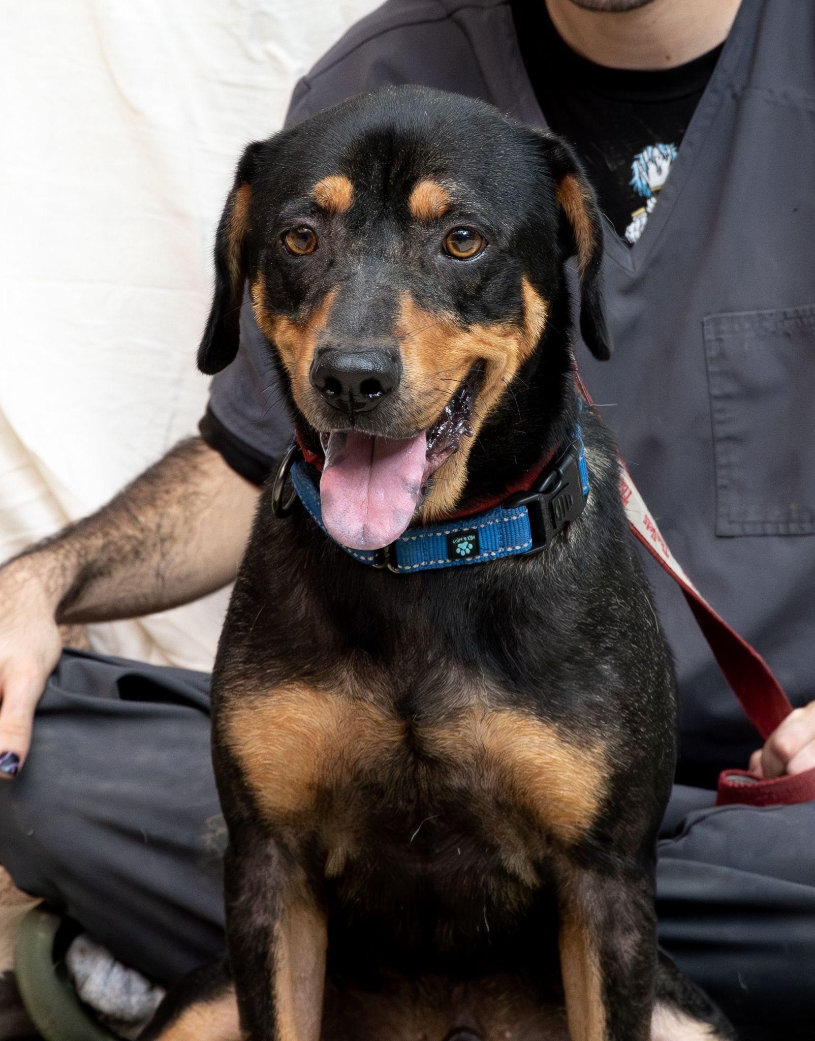 Enlarge Benito...water loving Benito, a ADOPTABLE mixed breed in Hammonton, NJ image 4/4