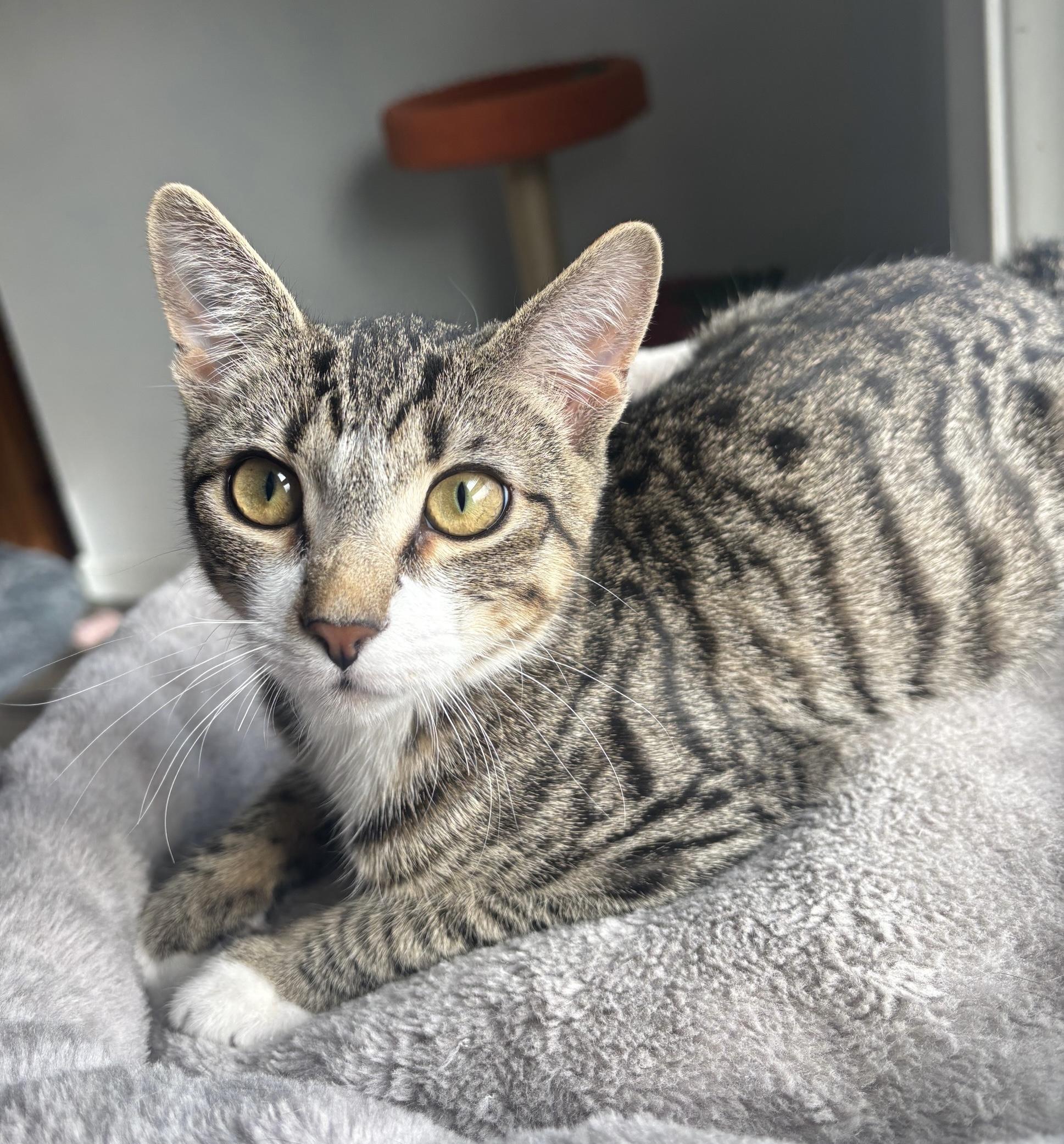 Asterisk, an adopted Domestic Short Hair in Colonia, NJ image 2/5