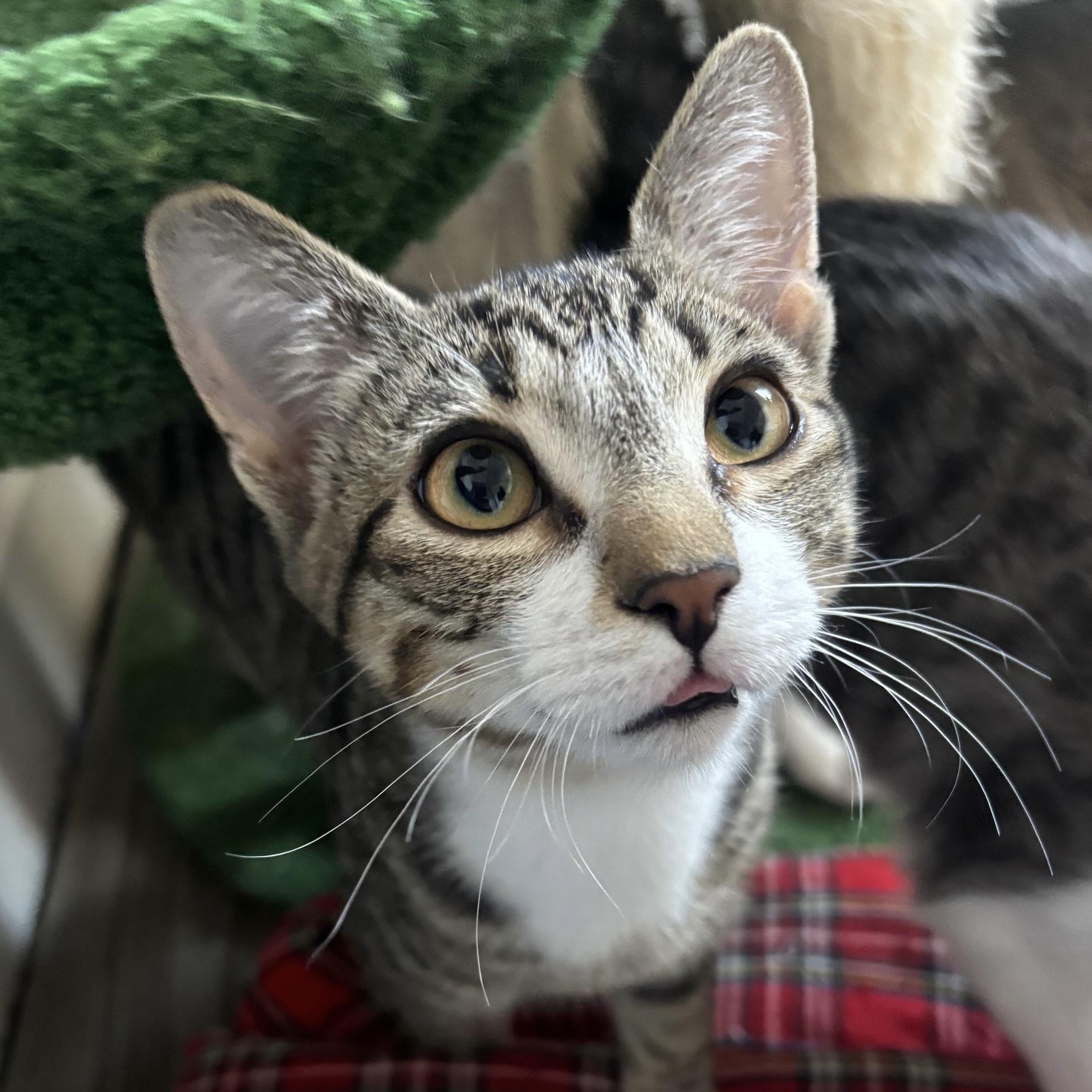 Asterisk, an adopted Domestic Short Hair in Colonia, NJ image 5/5