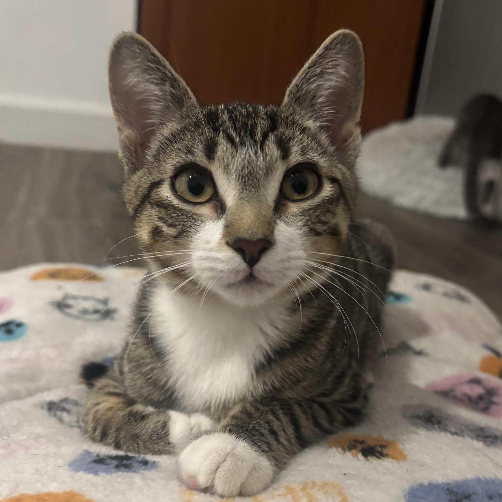 Asterisk, an adopted Domestic Short Hair in Colonia, NJ image 4/5