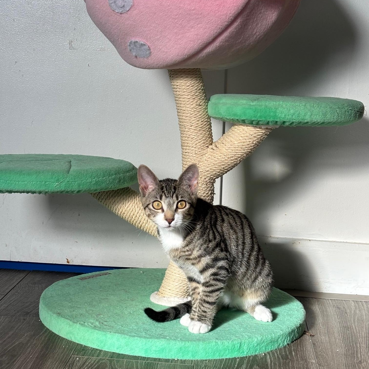 Asterisk, an adopted Domestic Short Hair in Colonia, NJ image 3/5