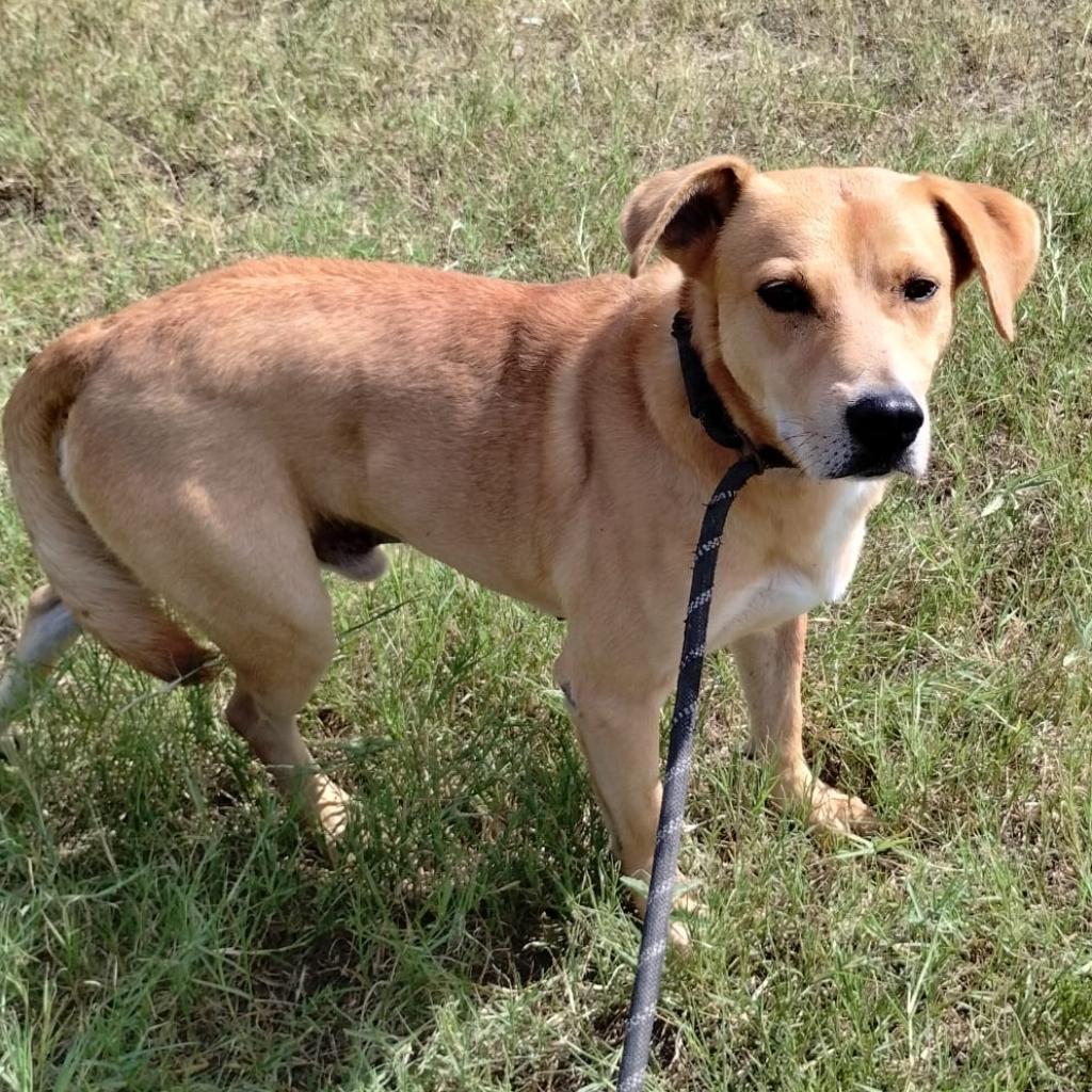 Brandon, Adoptable, Adult Male Shepherd & Beagle.