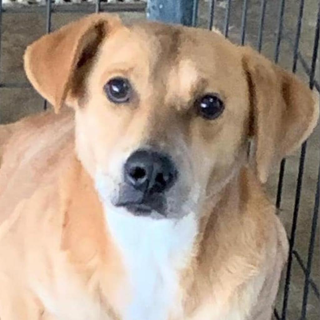 Brandon, a Adoptable mixed breed in West Islip, NY image 2/2