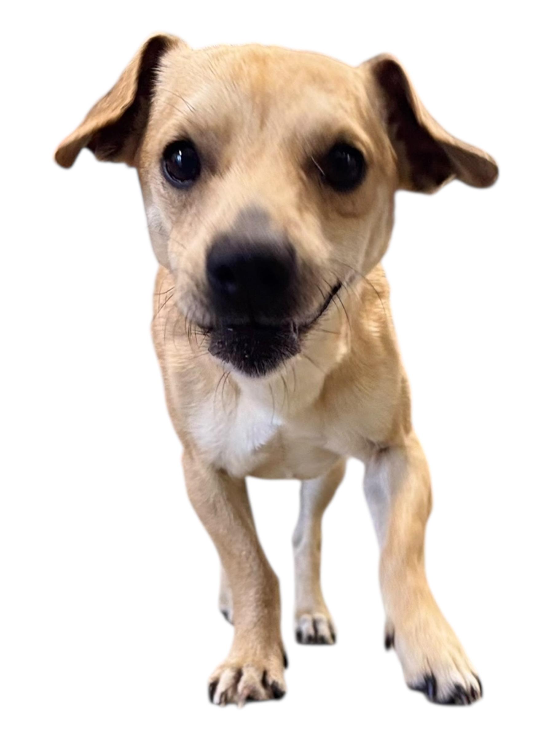 Enlarge Pee-Wee, a ADOPTABLE mixed breed in Troy, AL image 3/6