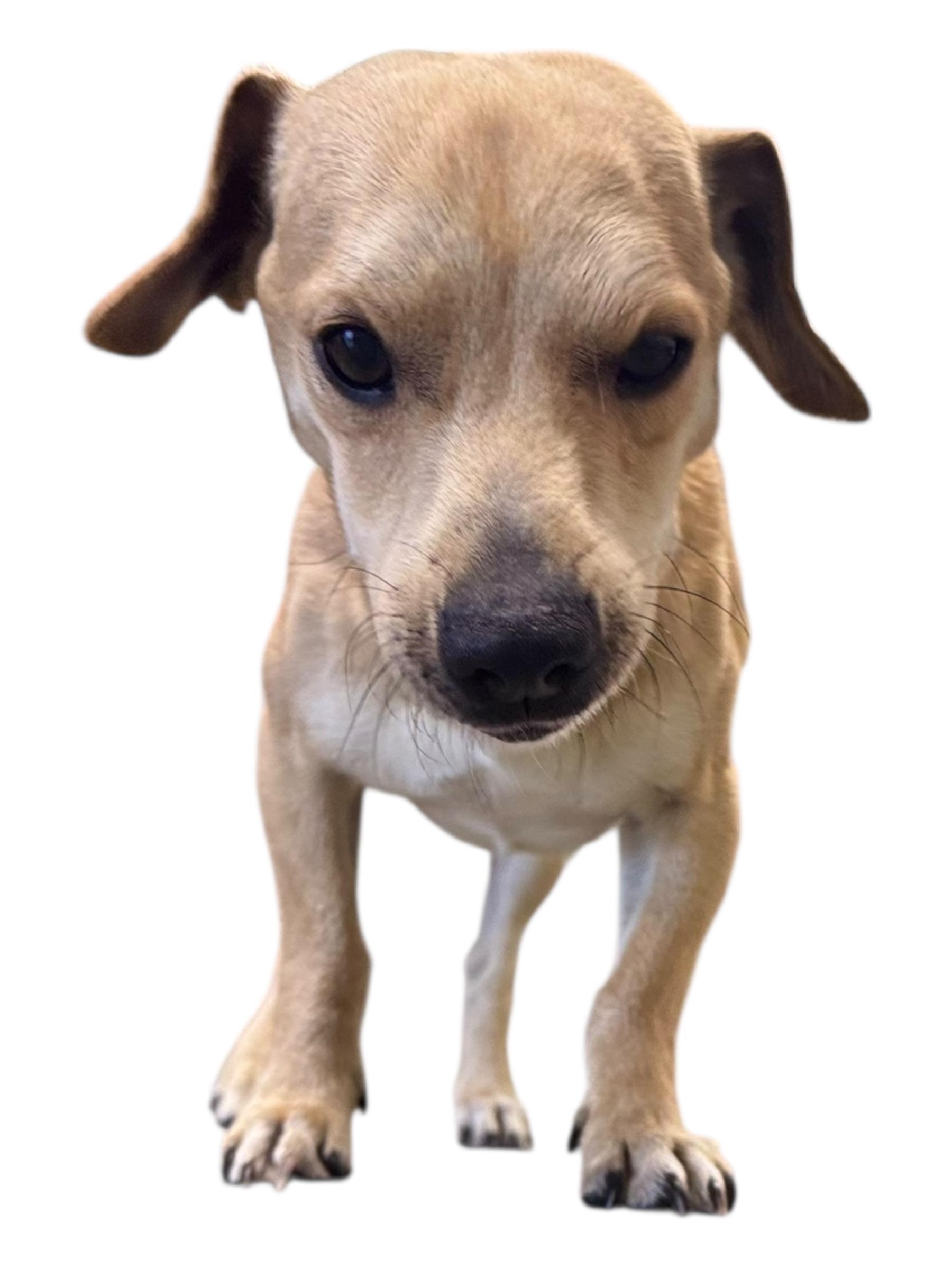 Enlarge Pee-Wee, a ADOPTABLE mixed breed in Troy, AL image 1/6