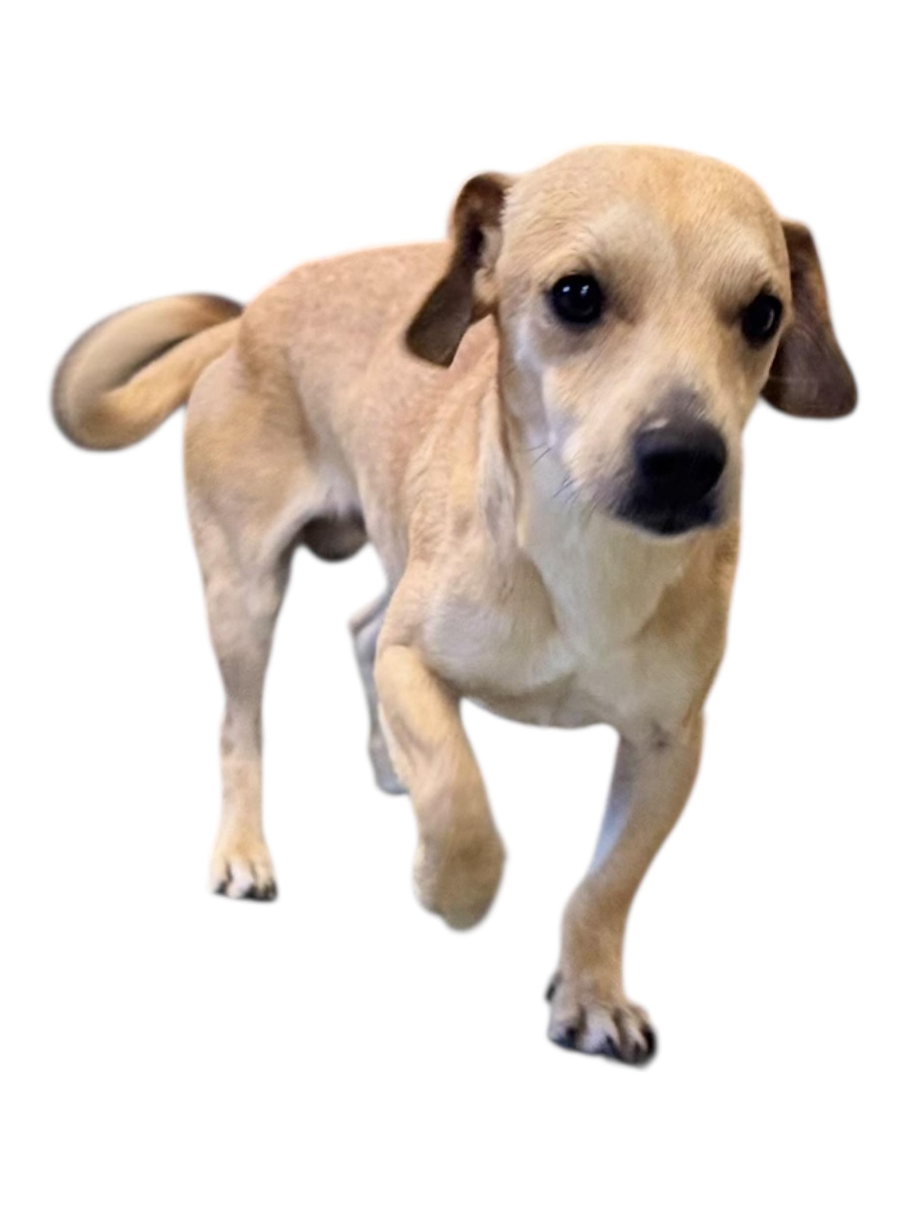 Enlarge Pee-Wee, a ADOPTABLE mixed breed in Troy, AL image 2/6