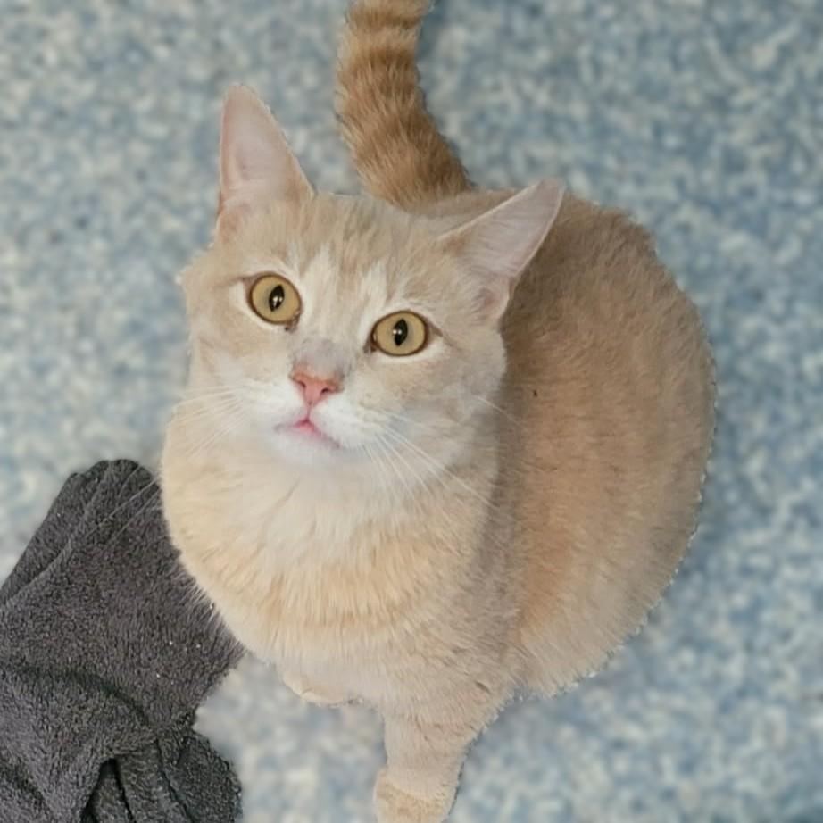 Enlarge Ramona, a ADOPTABLE Domestic Short Hair in Portsmouth, OH image 1/1