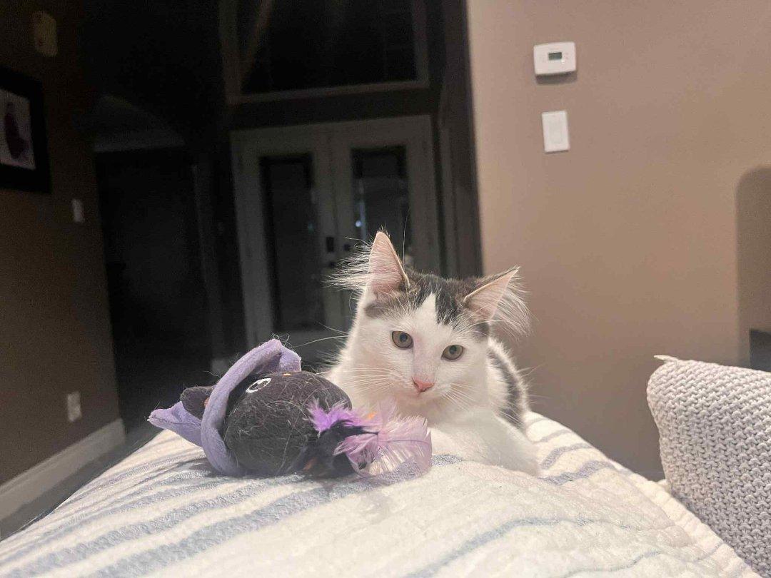 David, a Adoptable Domestic Short Hair image 5/6