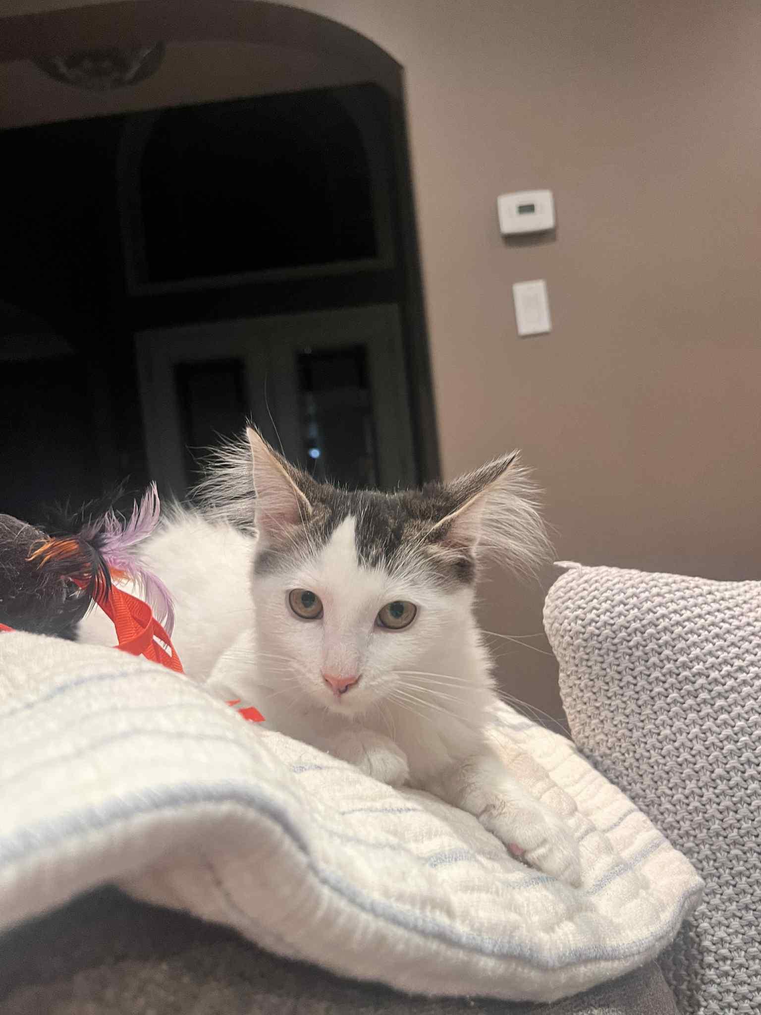 David, a Adoptable Domestic Short Hair image 6/6