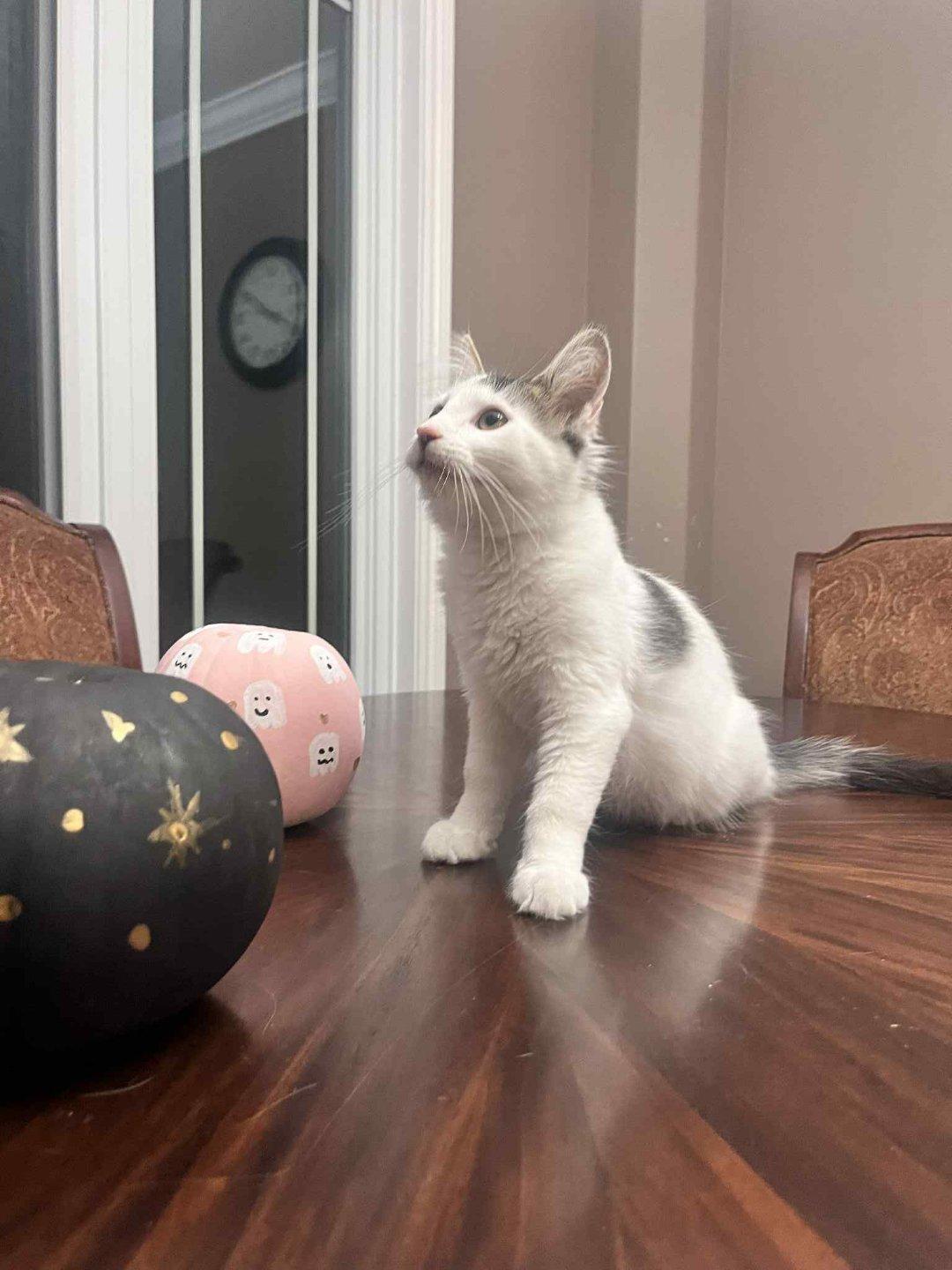 David, a Adoptable Domestic Short Hair image 2/6