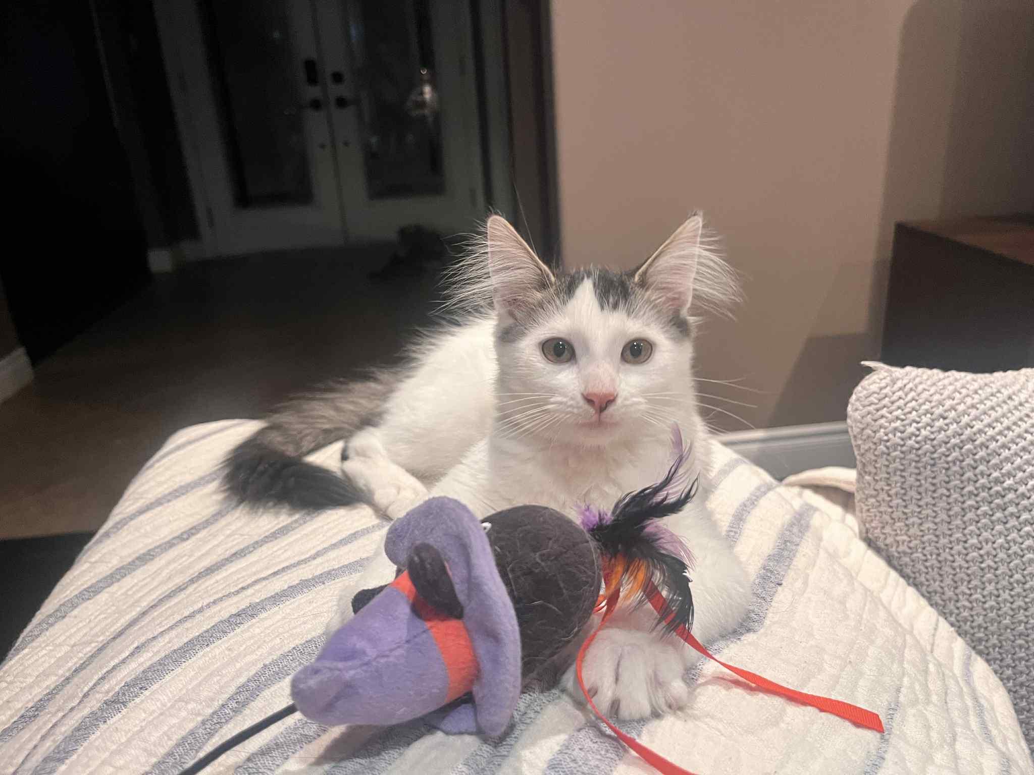 David, Adoptable, Kitten Male Domestic Short Hair.