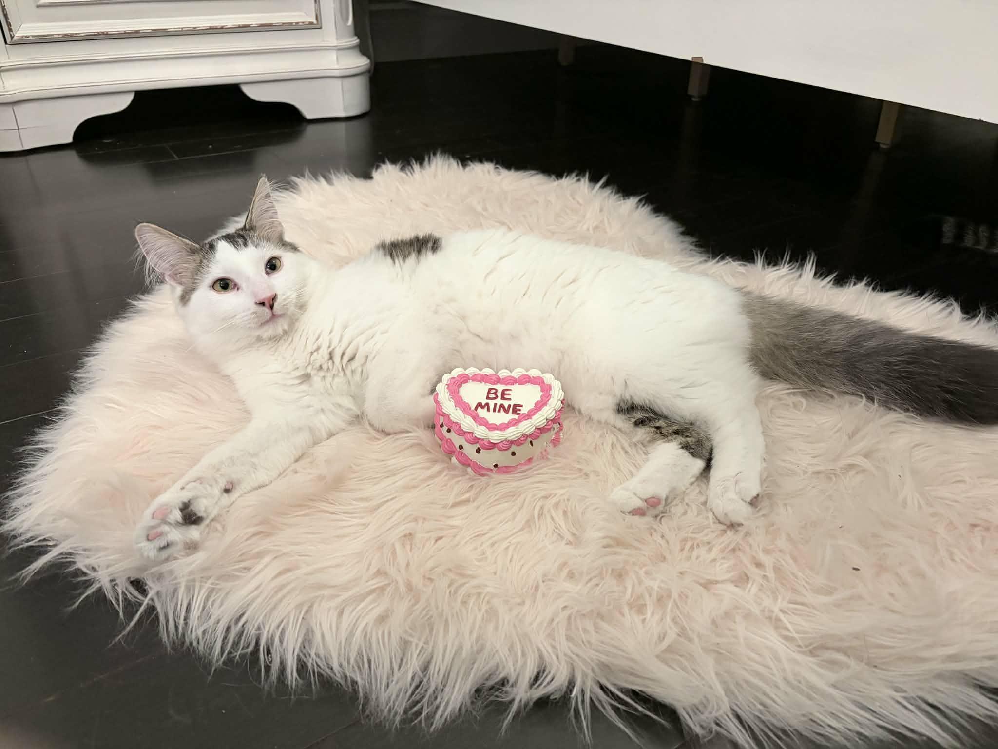 David, Adoptable, Kitten Male Domestic Medium Hair.