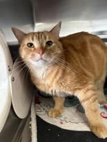 Tiger * Bonded To Lucfier, ADOPTABLE, Adult Male Domestic Short Hair.