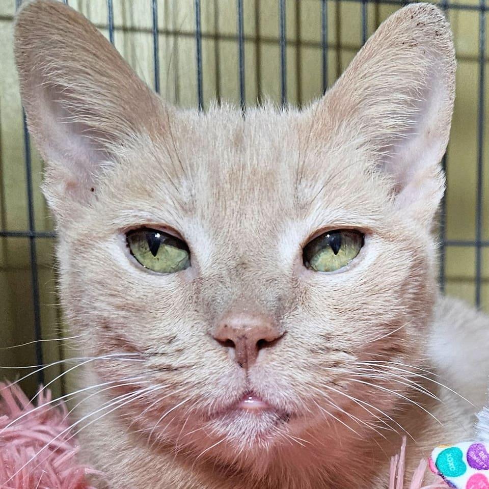 Mrs. Alfie Meeps, Adoptable, Senior Female Domestic Short Hair.