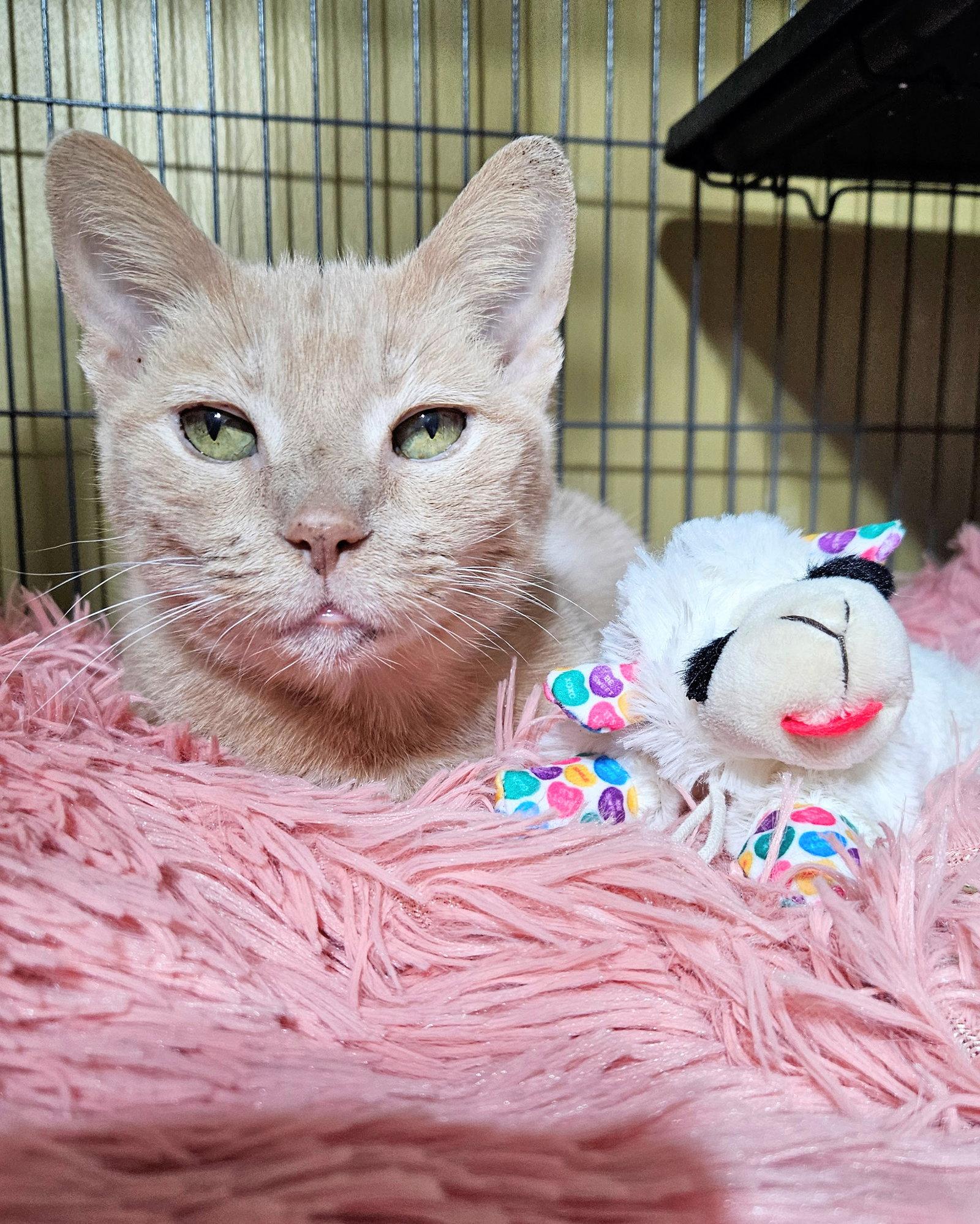 Enlarge Mrs. Alfie Meeps, a Adoptable Domestic Short Hair in Tampa, FL image 2/2