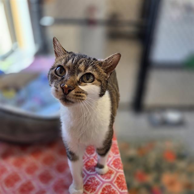 Enlarge ALICE, a Adoptable Domestic Short Hair in Palmetto, FL image 1/1