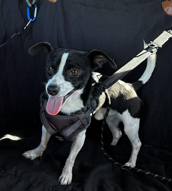 Milo, Adoptable, Adult Male Chihuahua & Jack Russell Terrier.