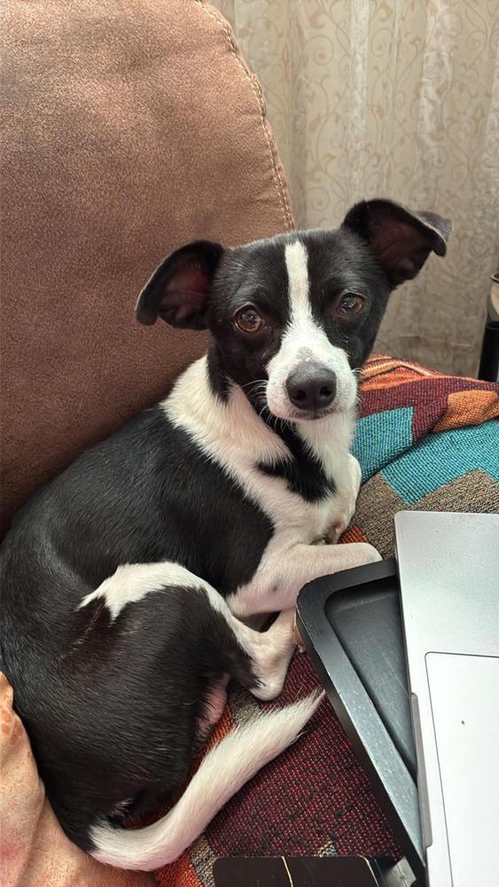 Enlarge Milo, a Adoptable mixed breed in Boone, CO image 2/3
