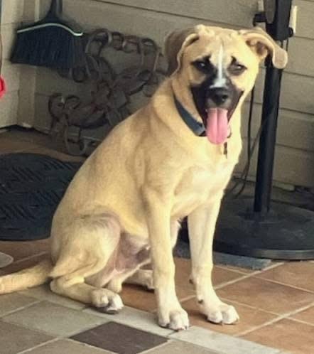 Enlarge Blaze, a Adoptable mixed breed in Alexander, AR image 2/5
