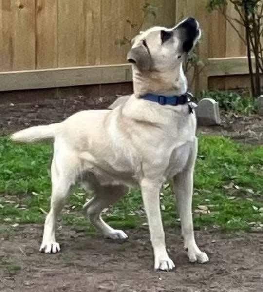Blaze, Adoptable, Adult Male Black Mouth Cur & Labrador Retriever.