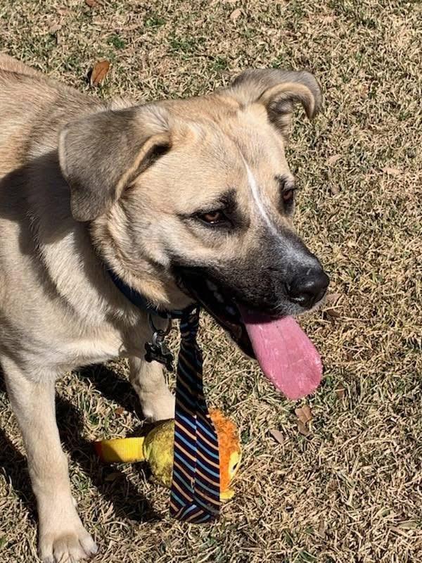 Enlarge Blaze, a Adoptable mixed breed in Alexander, AR image 3/5