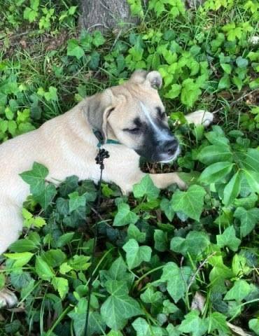 Enlarge Blaze, a Adoptable mixed breed in Alexander, AR image 4/5
