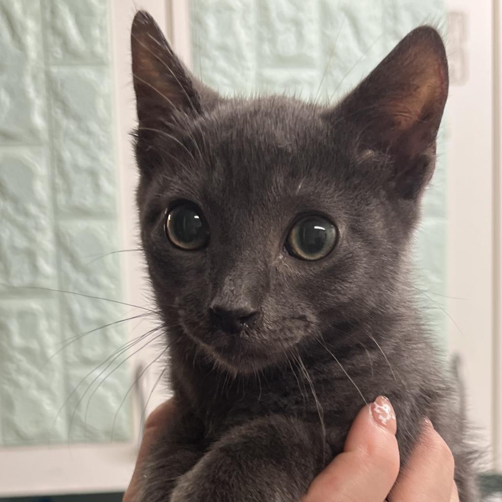 Cloud, Baby Male unknown