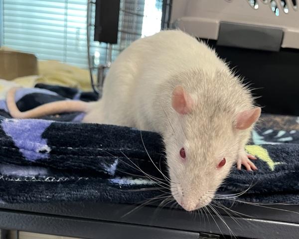 Grandpa (trio To Peanut & Shy), Adoptable, Adult Male Rat.