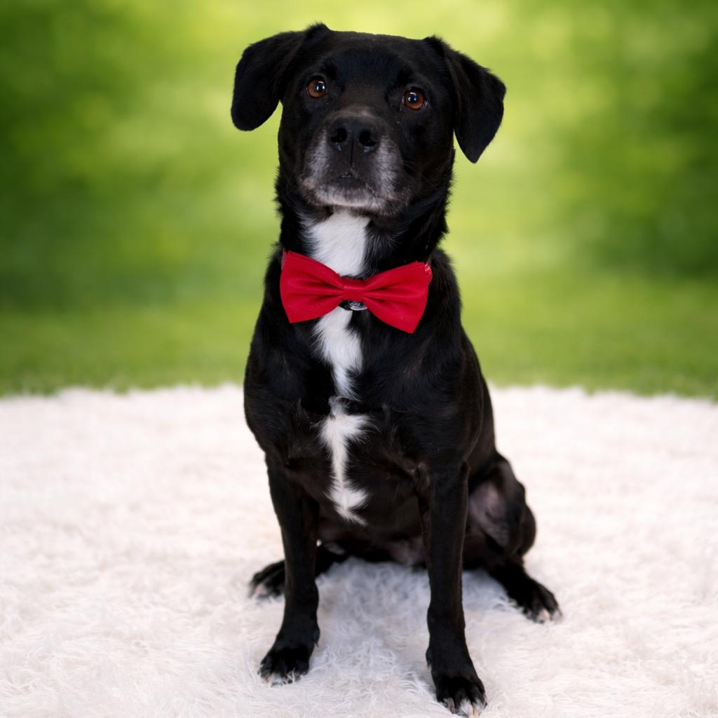 Tollhouse, Adoptable, Adult Male Mixed Breed.