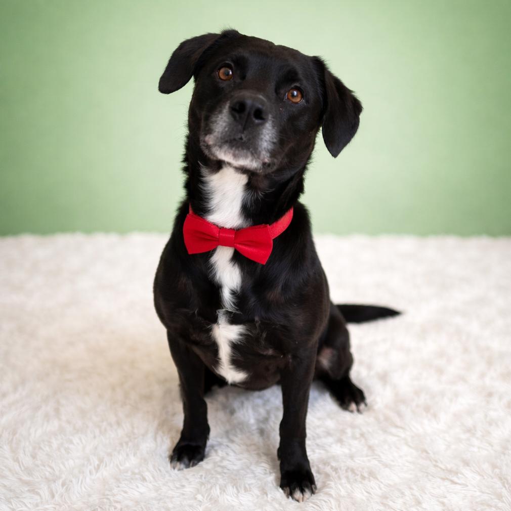 Enlarge Tollhouse, a Adoptable mixed breed in Binghamton, NY image 2/2