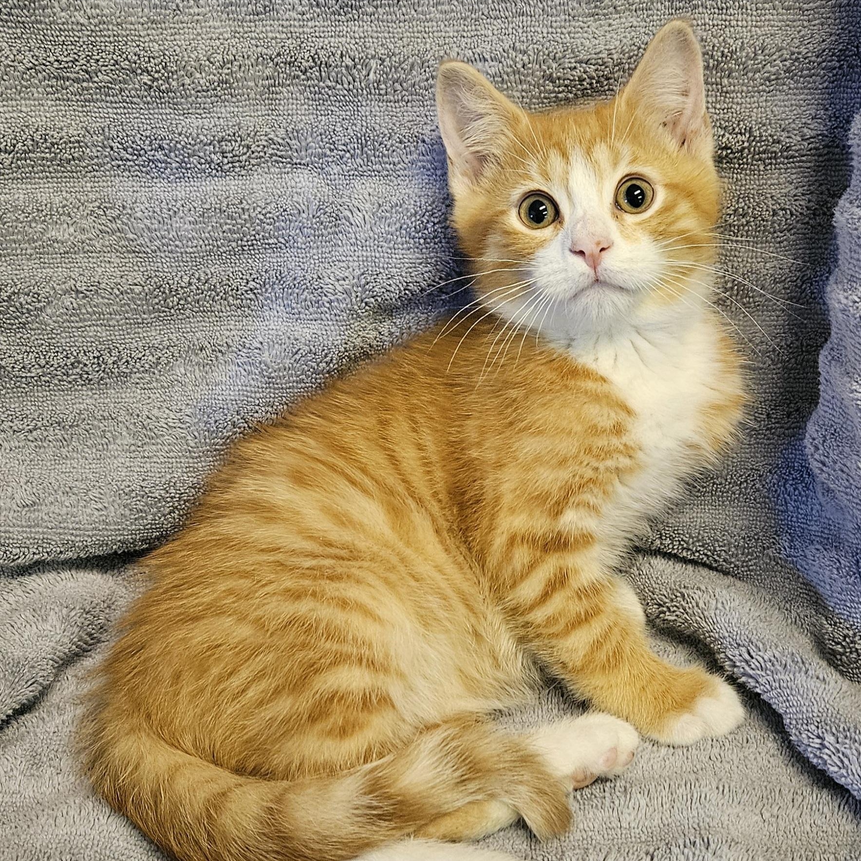 Meenie, Baby Male Domestic Short Hair
