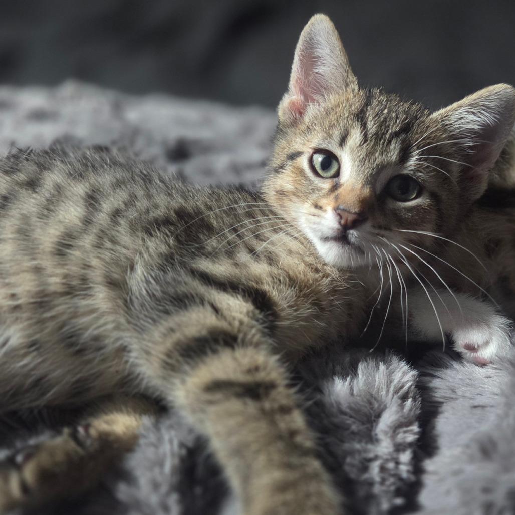 Chili, Adoptable, Kitten Male Domestic Short Hair.